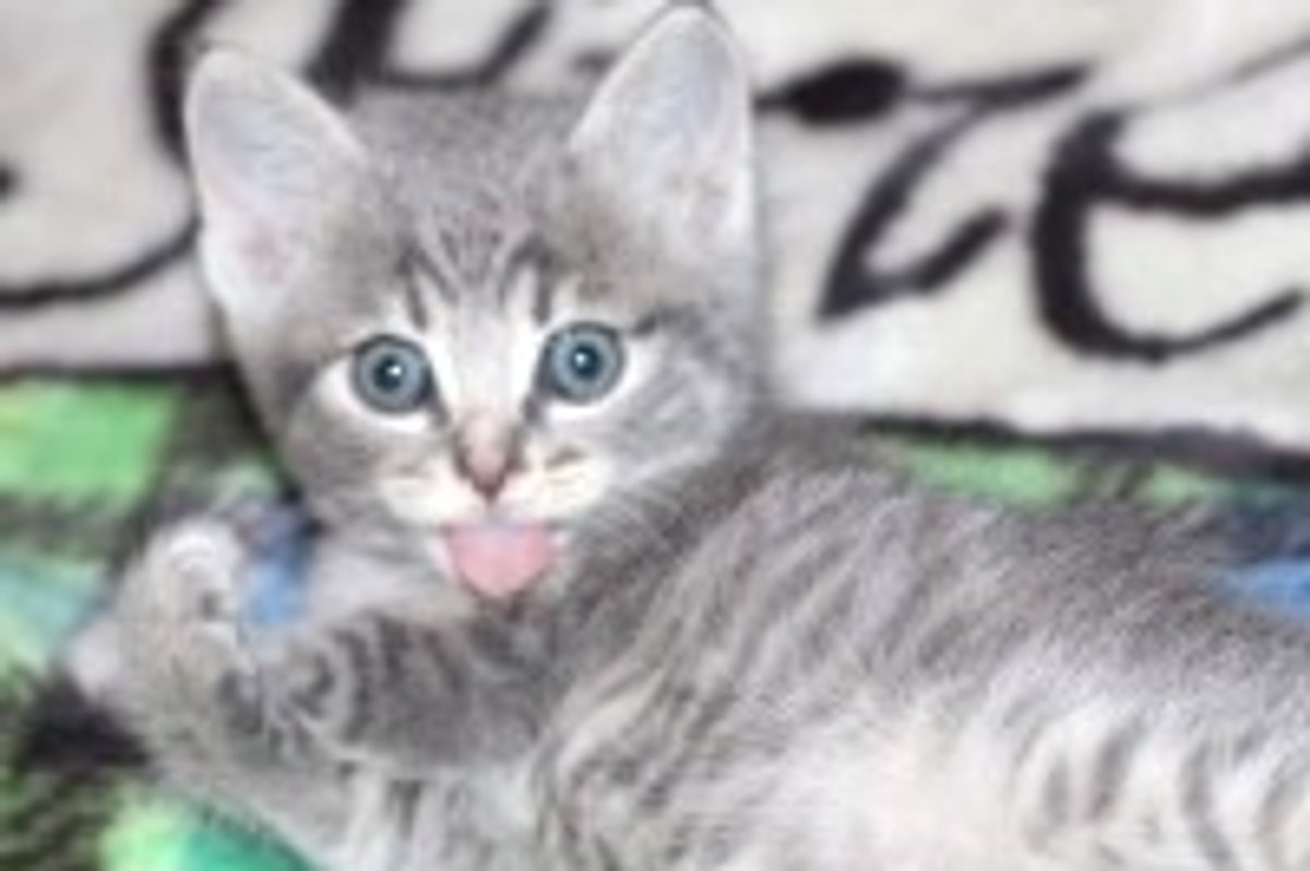 Picture Purrfect
