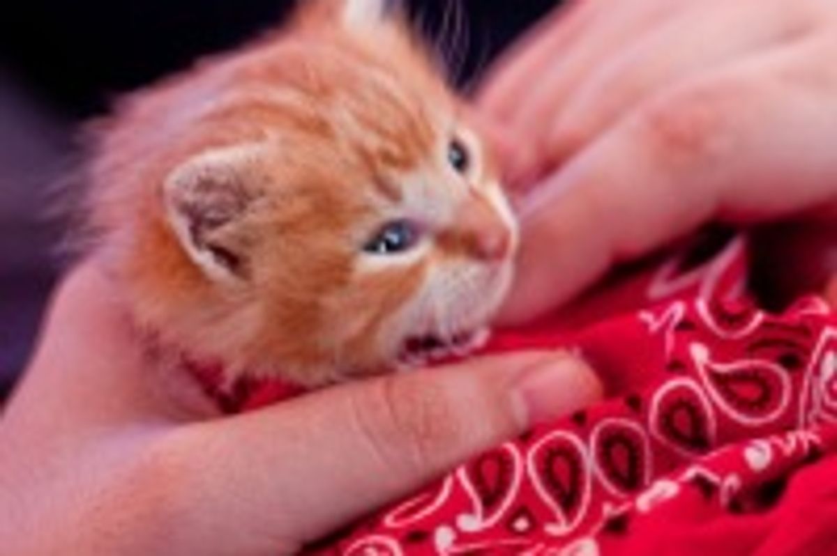 Pan the Kitty Adopts His Humans