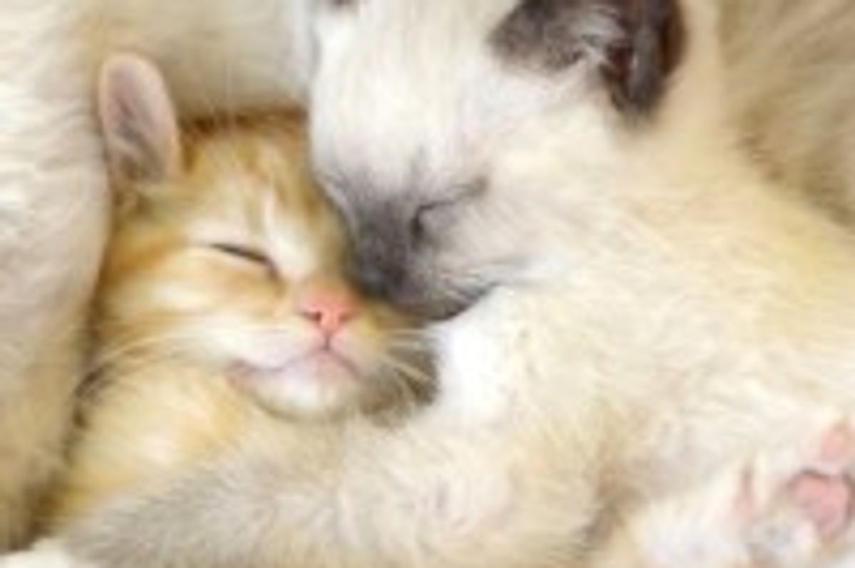 Furry Cuddle Puddle of Cuteness