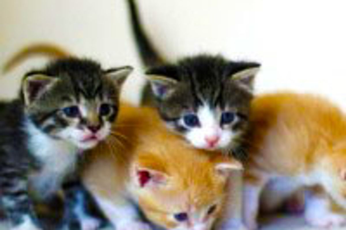 Furry Kitty Troop on the Prowl