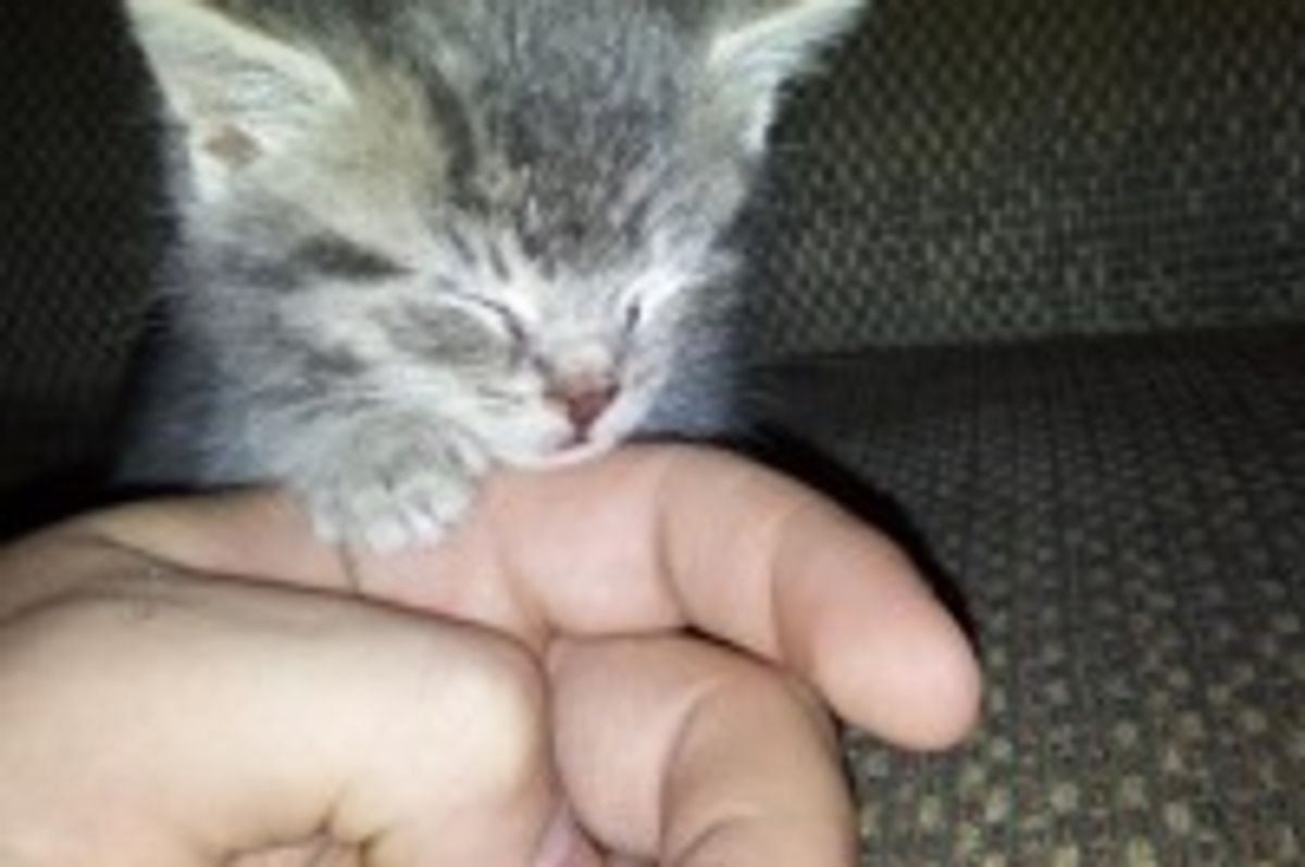 Kitten Found in the Rain: Hold My Paw