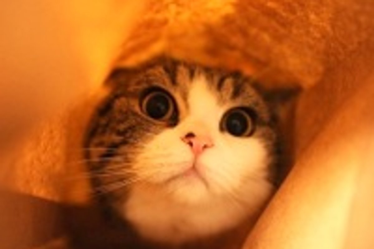 Maru Puts a Paper Bag on His Head