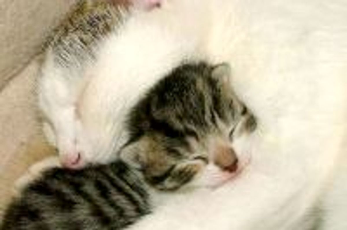 Cat Mama: I Protect and Love You!