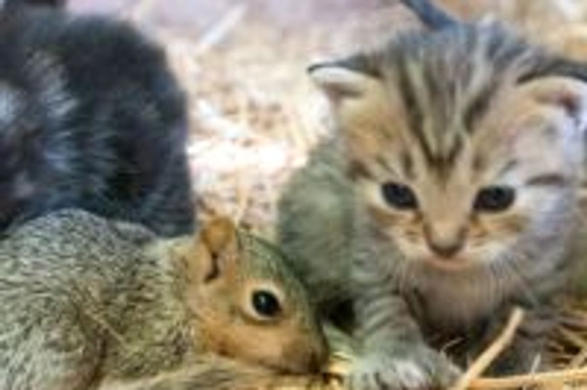 Cat Mama Adopts and Nurses Orphan Squirrel
