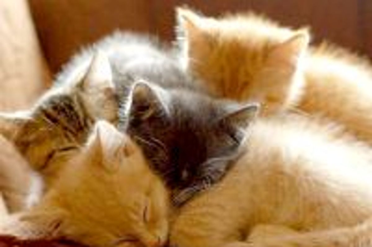 Furry Purry Pile