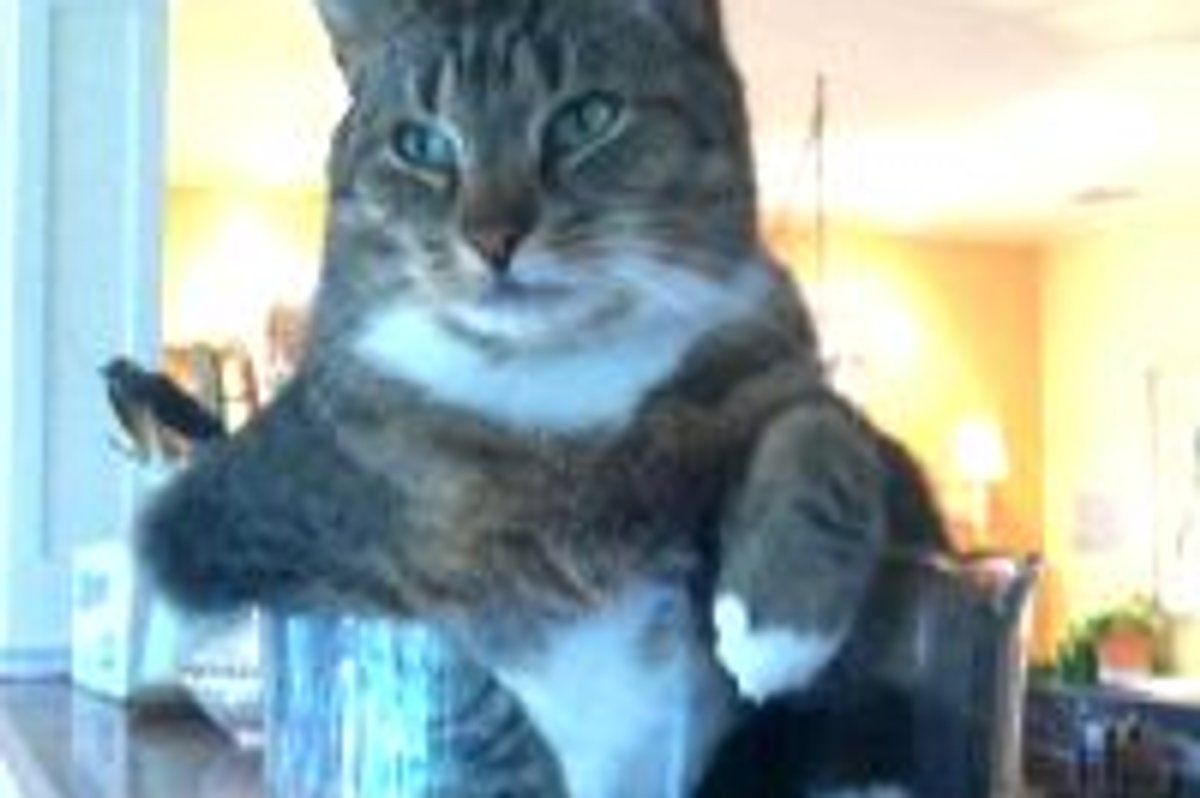 Kitty Likes to Sit in Small Bowls, Like a Boss