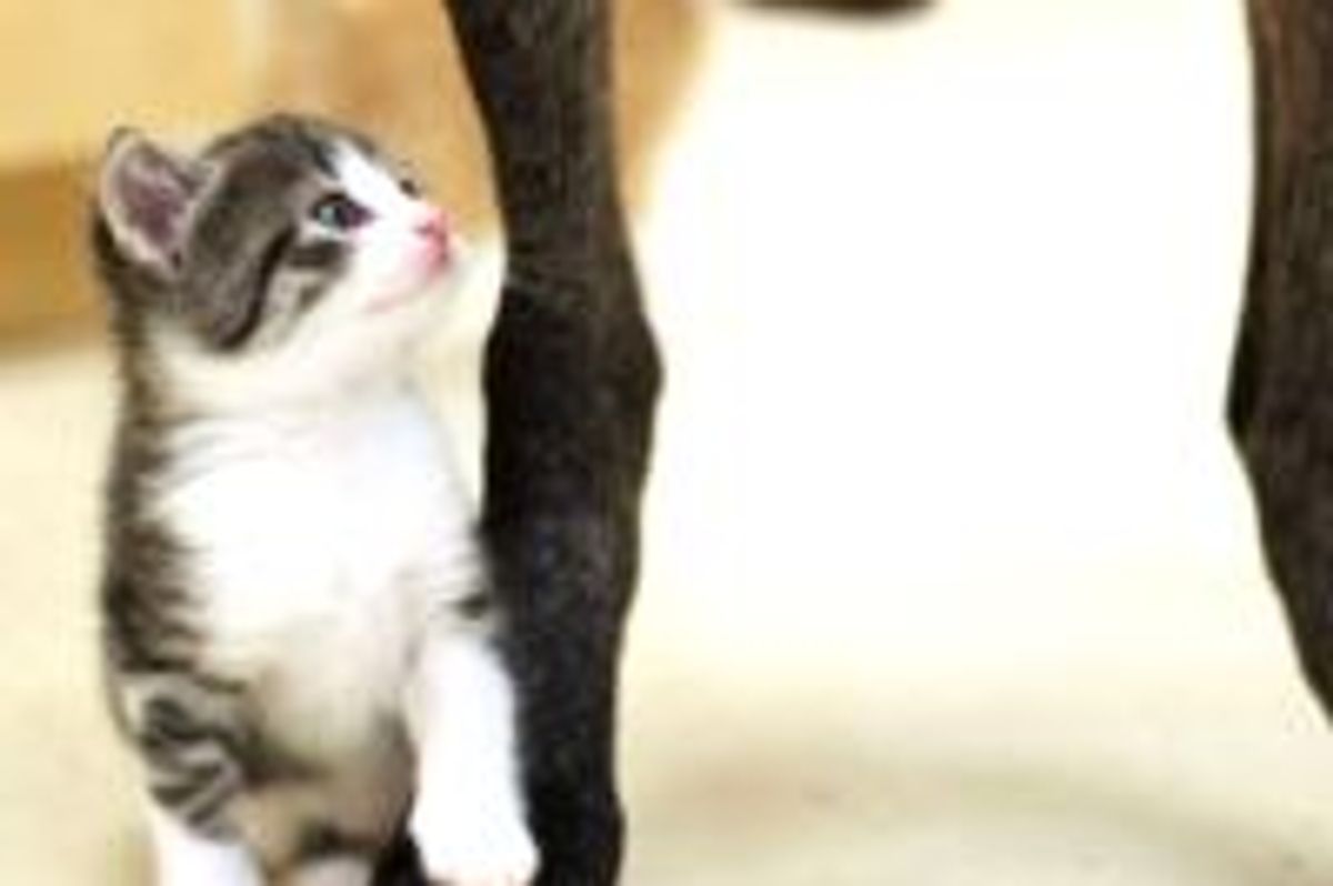 Rescue Kitty Finds Canine Brother to Look up to