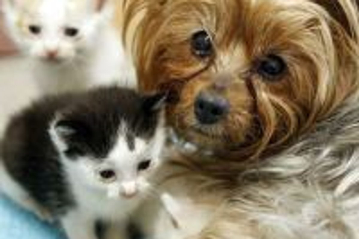 Litter of Kittens Adopted by Yorkie Mom