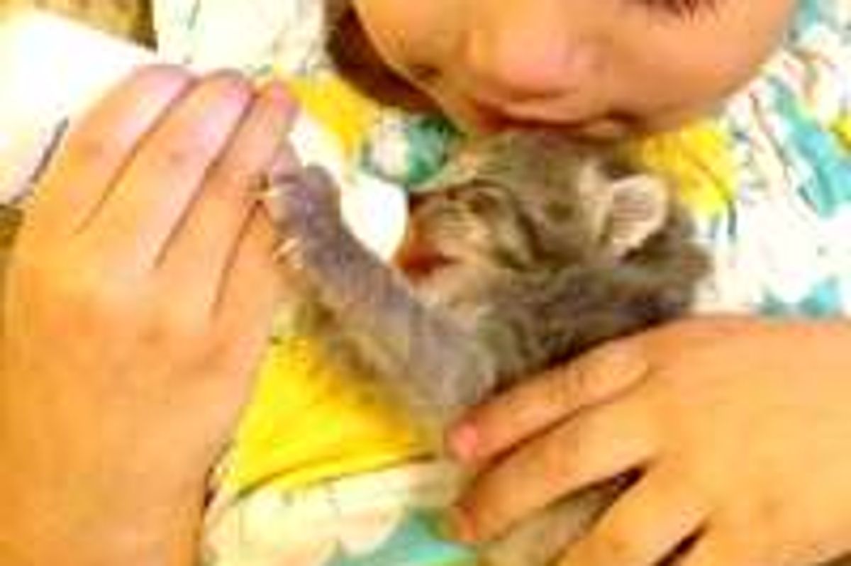 Tiny Bottle Kitten Squirrelly Gets Second Chance