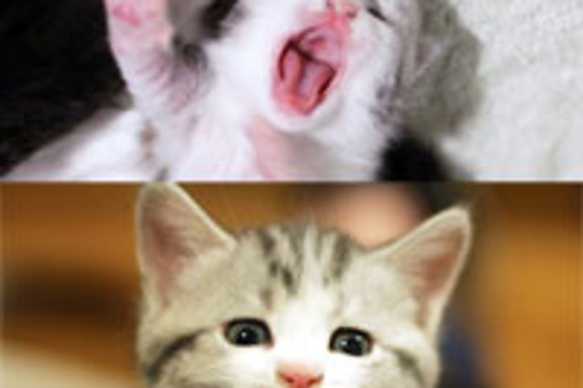 Big Purry Yawn, Then and Now