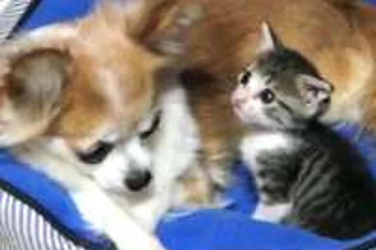 Teeny Kitten Loves Her Chihuahua