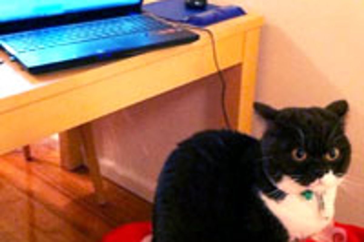 Skyping with Human, Kitty Not Impressed