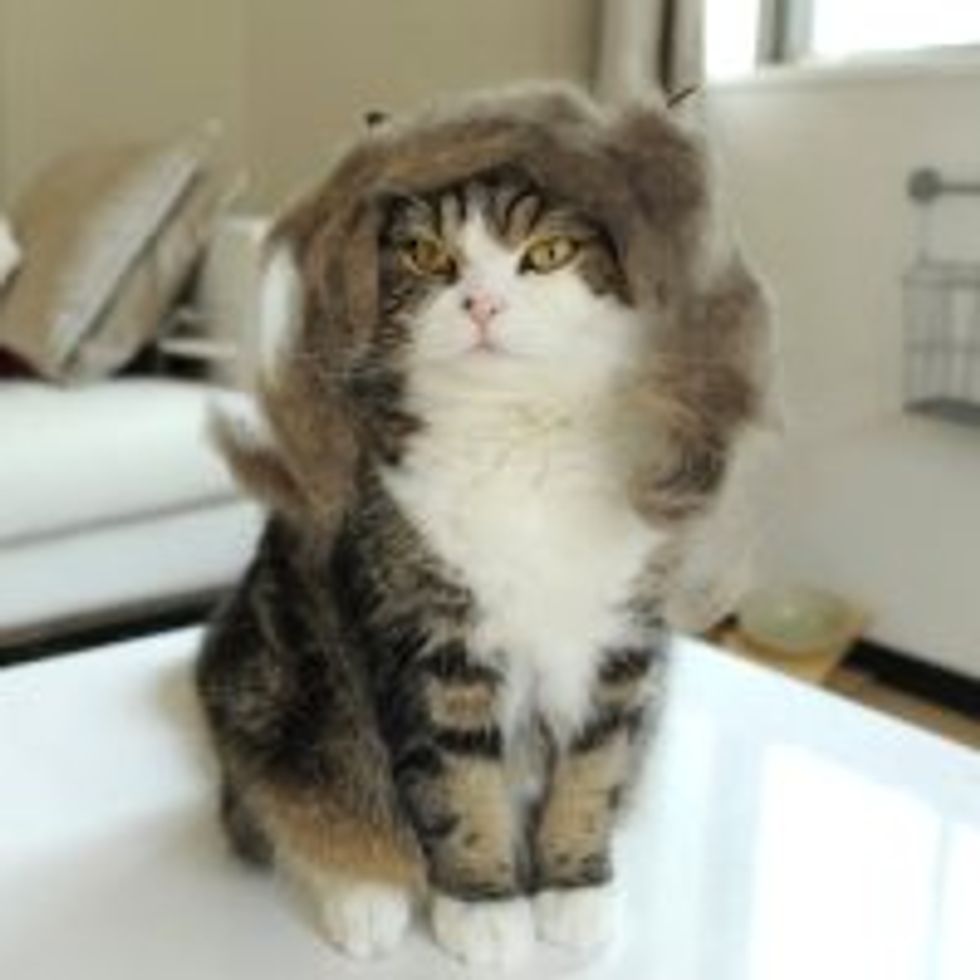 Maru's New Wig