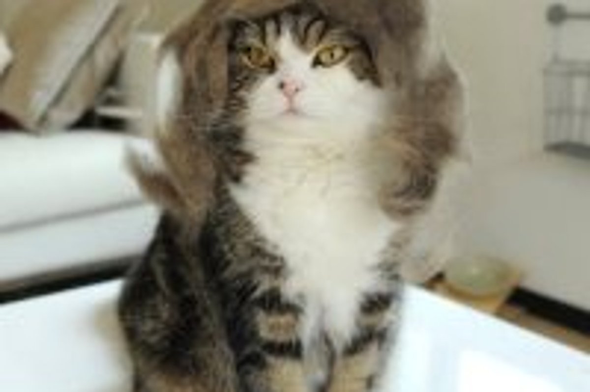 Maru's New Wig