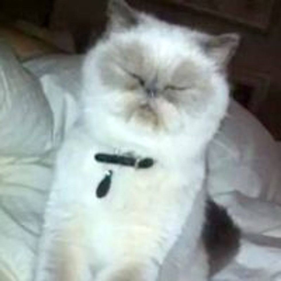 Kitty Kneading to the Music
