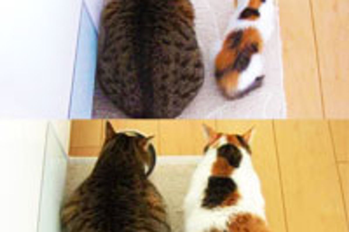 Calico Kitty Catches Up in Size