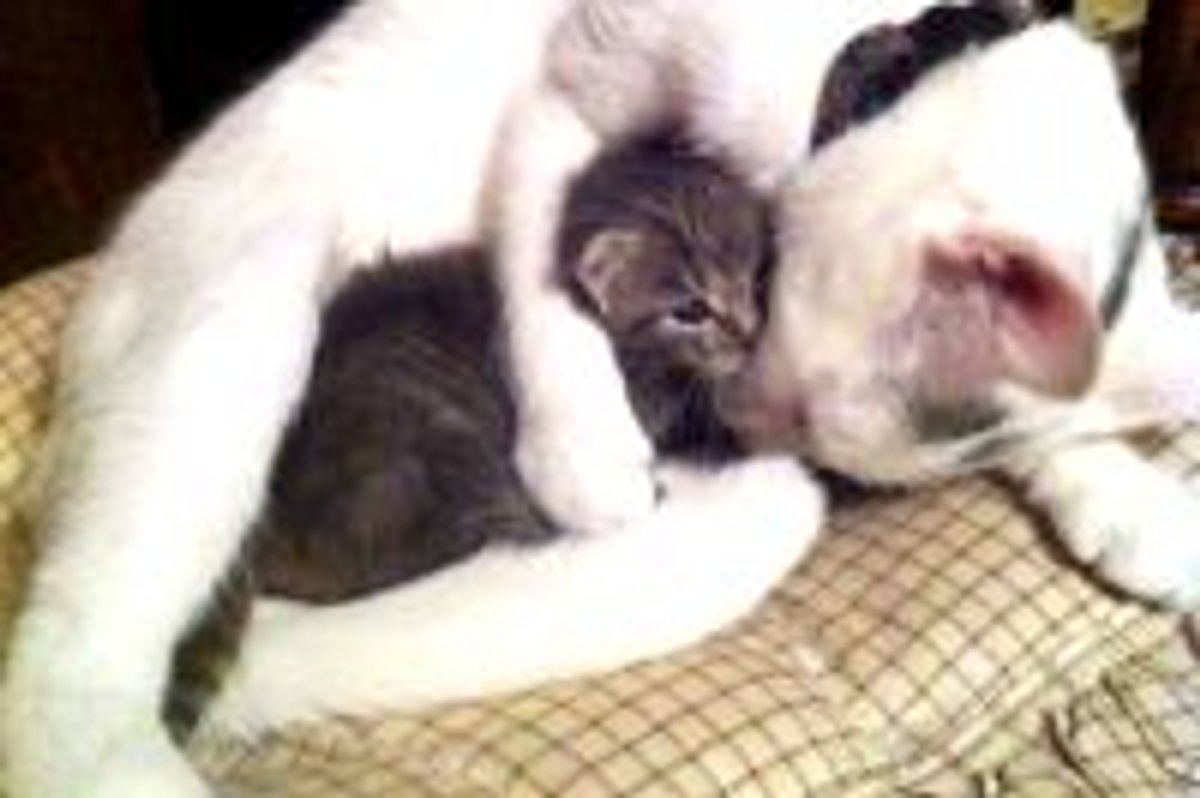 Orphan Kitten Finds New Mama, Love at First Sight