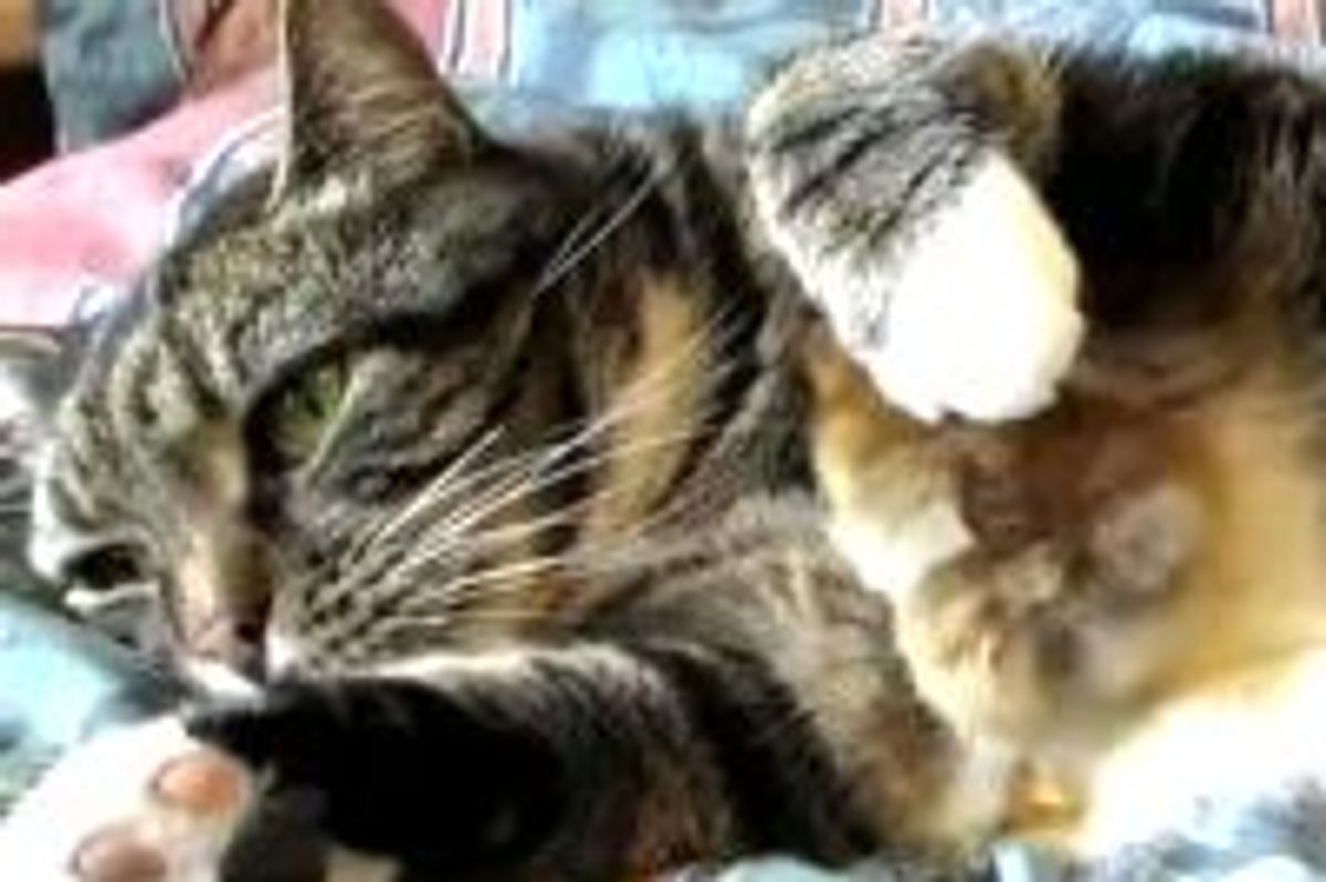 Chick Snuggles up with Cat