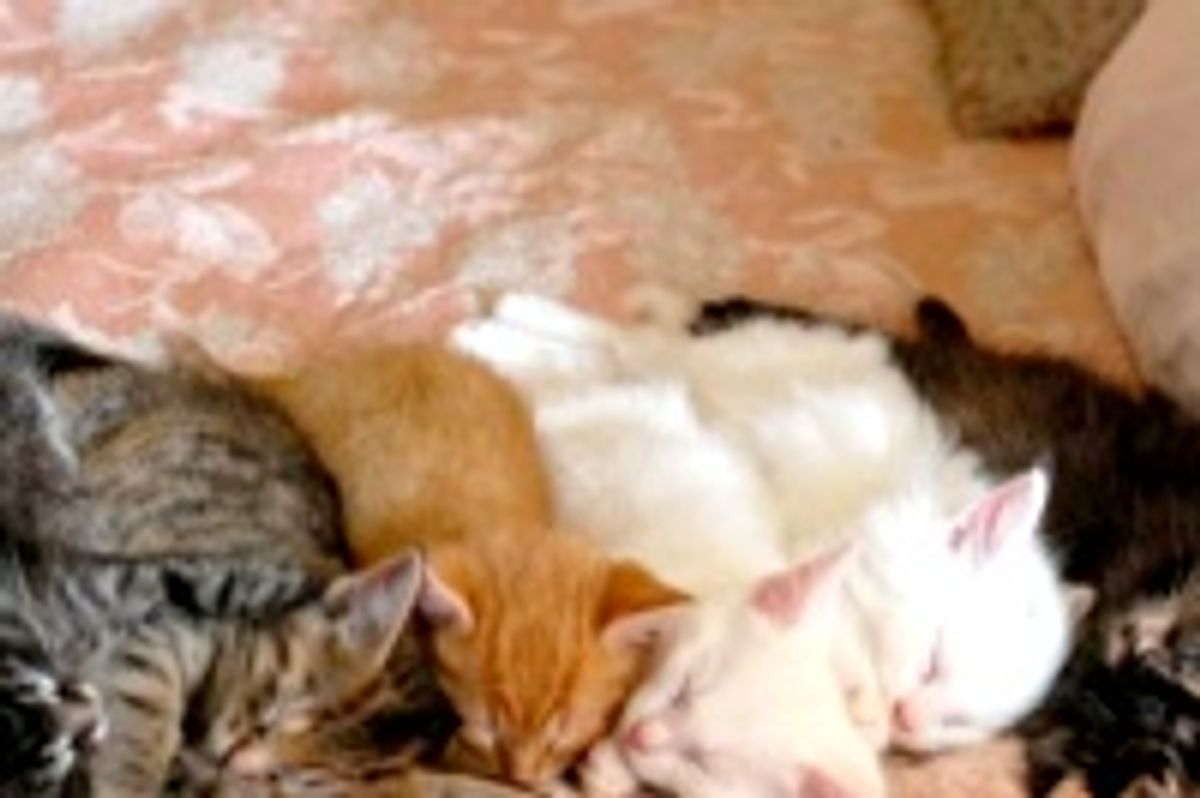 Six Foster Kittens Lined Up for Nap Time