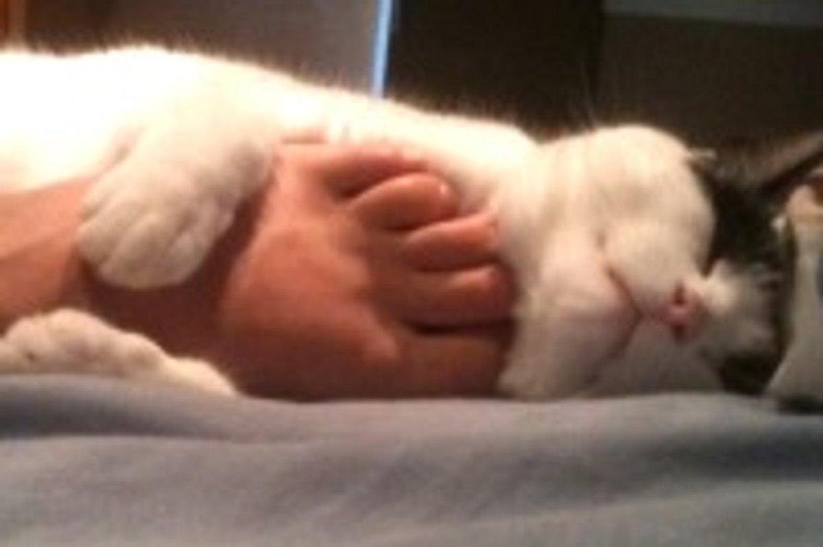 Warm & Fuzzy Foot Hugger