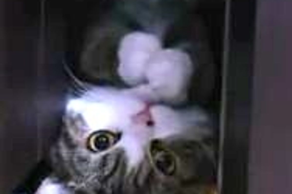 Maru Turns 5, Happy Birthday!