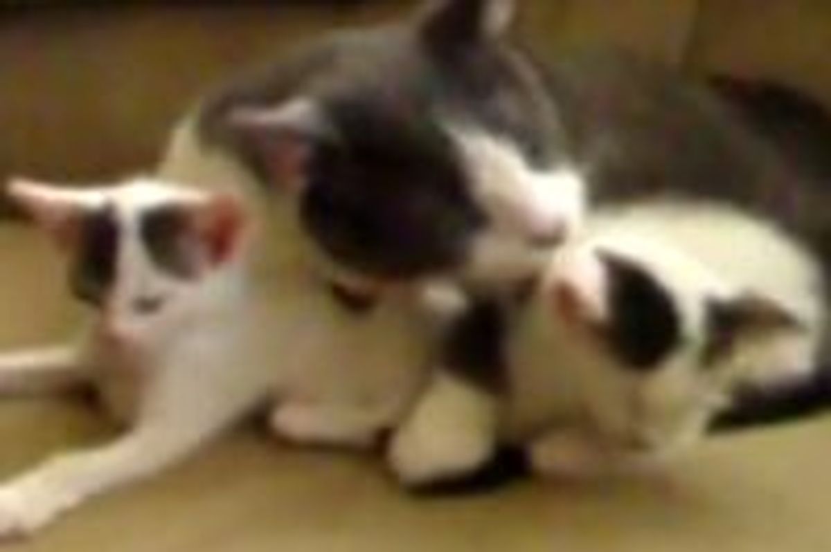 Male Cat Max Caring for Orphan Kittens