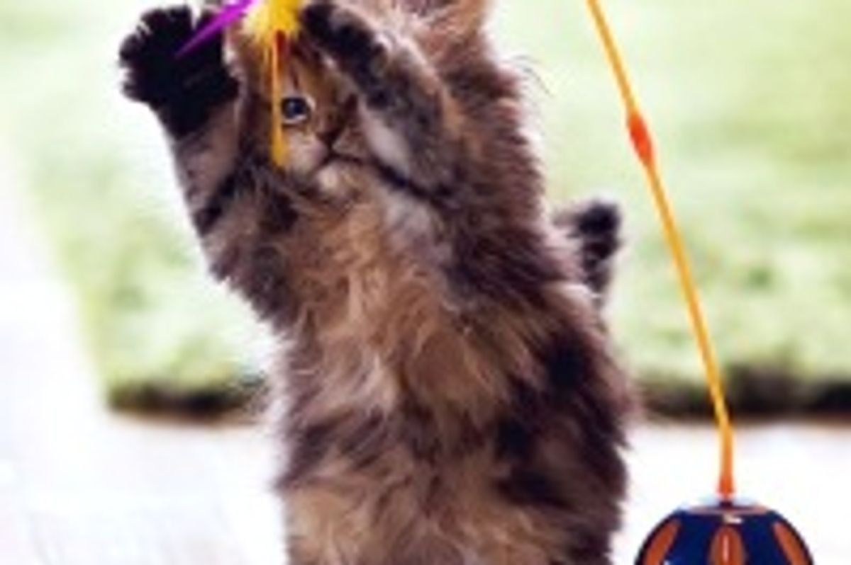 Daisy Has Experiences and Discoveries