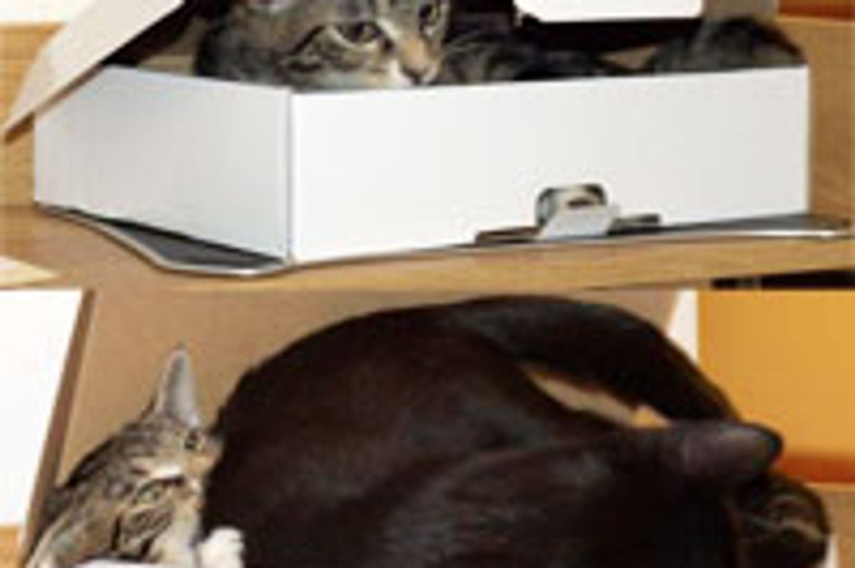 One Box, But Two Cats