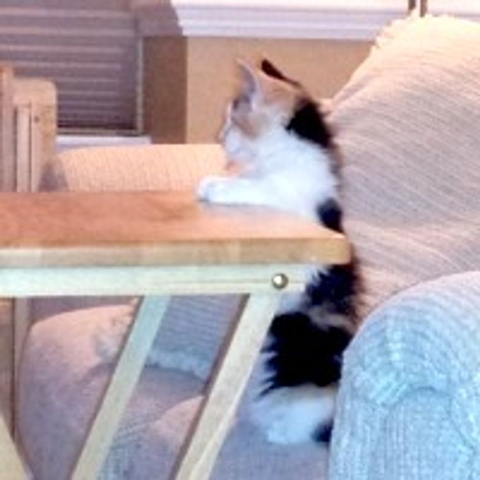 Zelda the Kitty Waits for TV Dinner