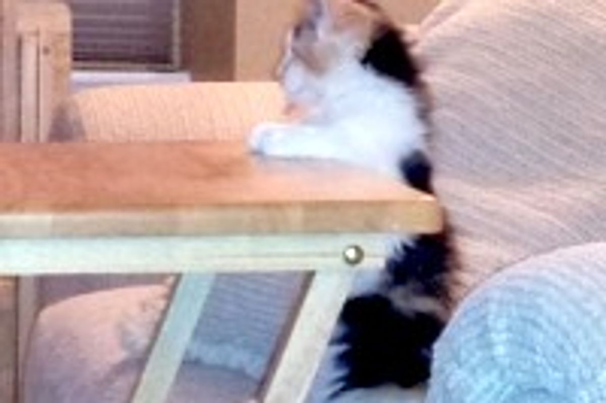 Zelda the Kitty Waits for TV Dinner