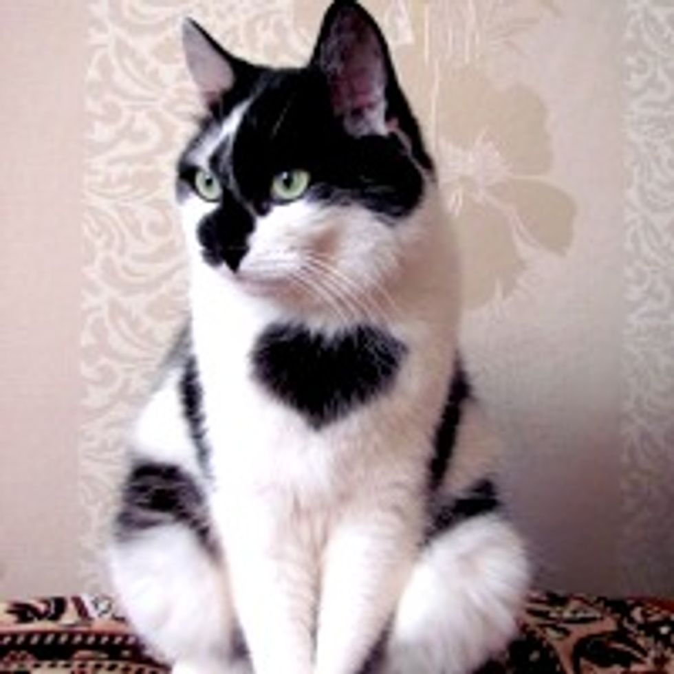I Wear My Heart on My Chest