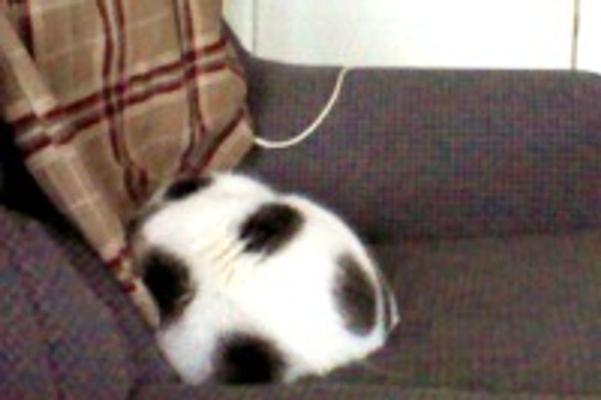Soccer Ball Kitty