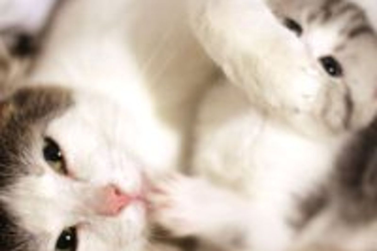 A Cat Mama's Unconditional Love