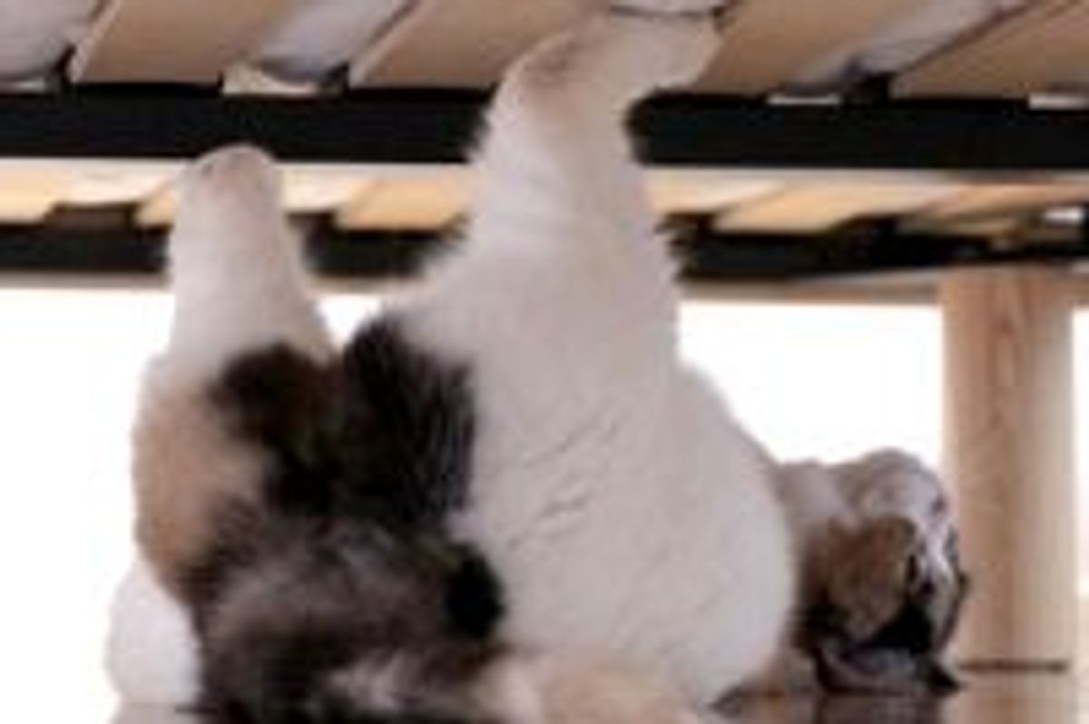 Spider Cat Lurking Under the Bed