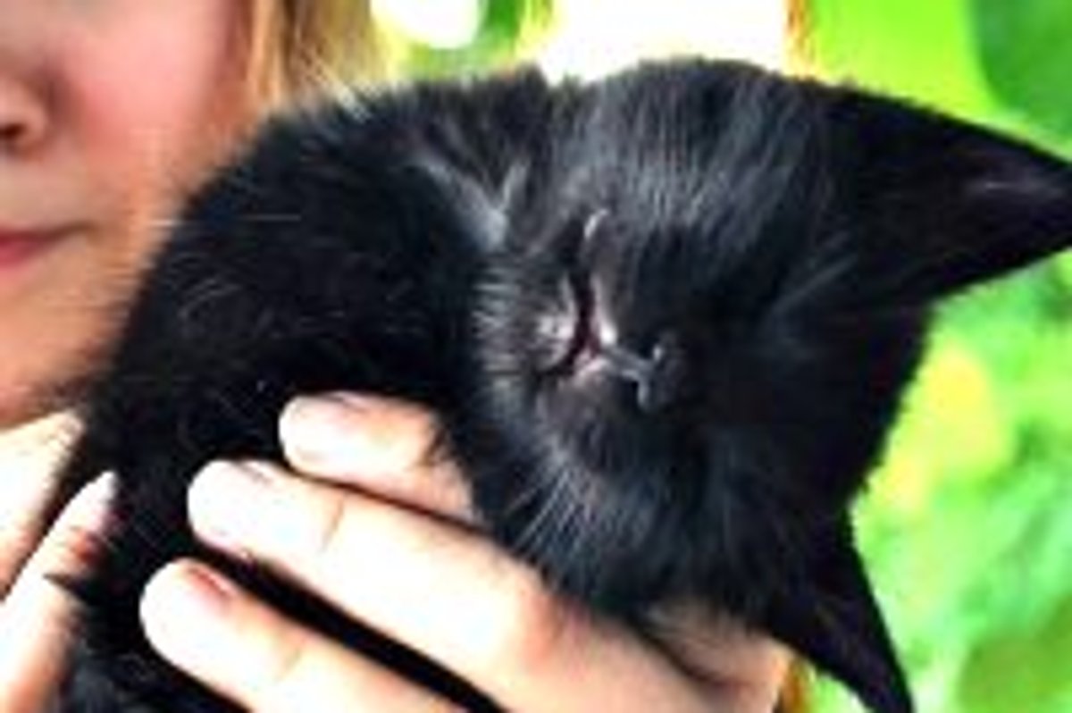 Kitty Falls Asleep Before Camera Timer Goes Off