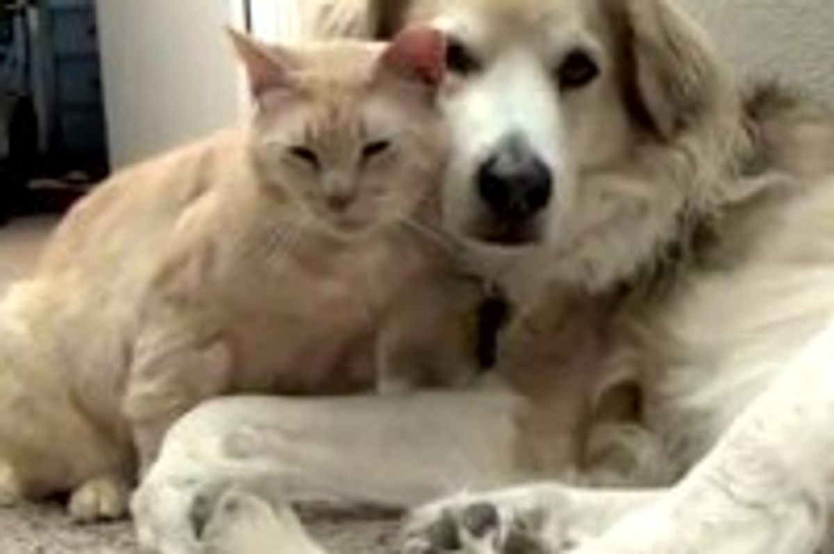 Rescue Kitty Gives Dog Love Attack