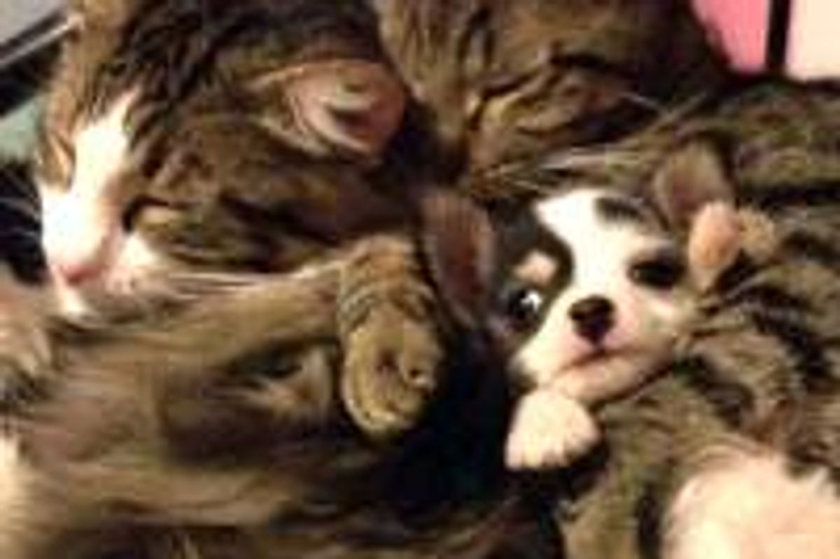 Cats Take Care of Pup, Pup Thinks He's a Cat