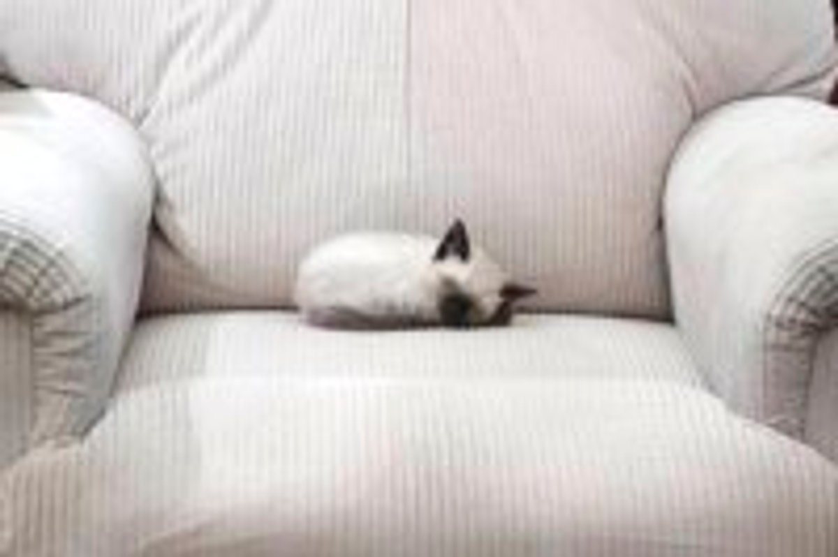Kitten Takes Up the Whole Recliner