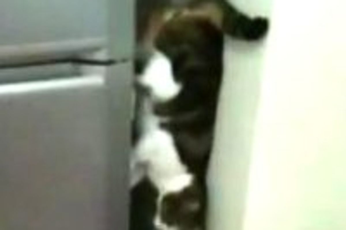 Cat Walking Down Fridge