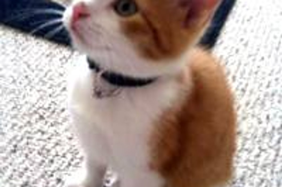 Furry Ring Bearer