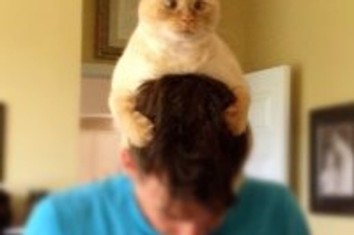 Kitty Controls the Mind