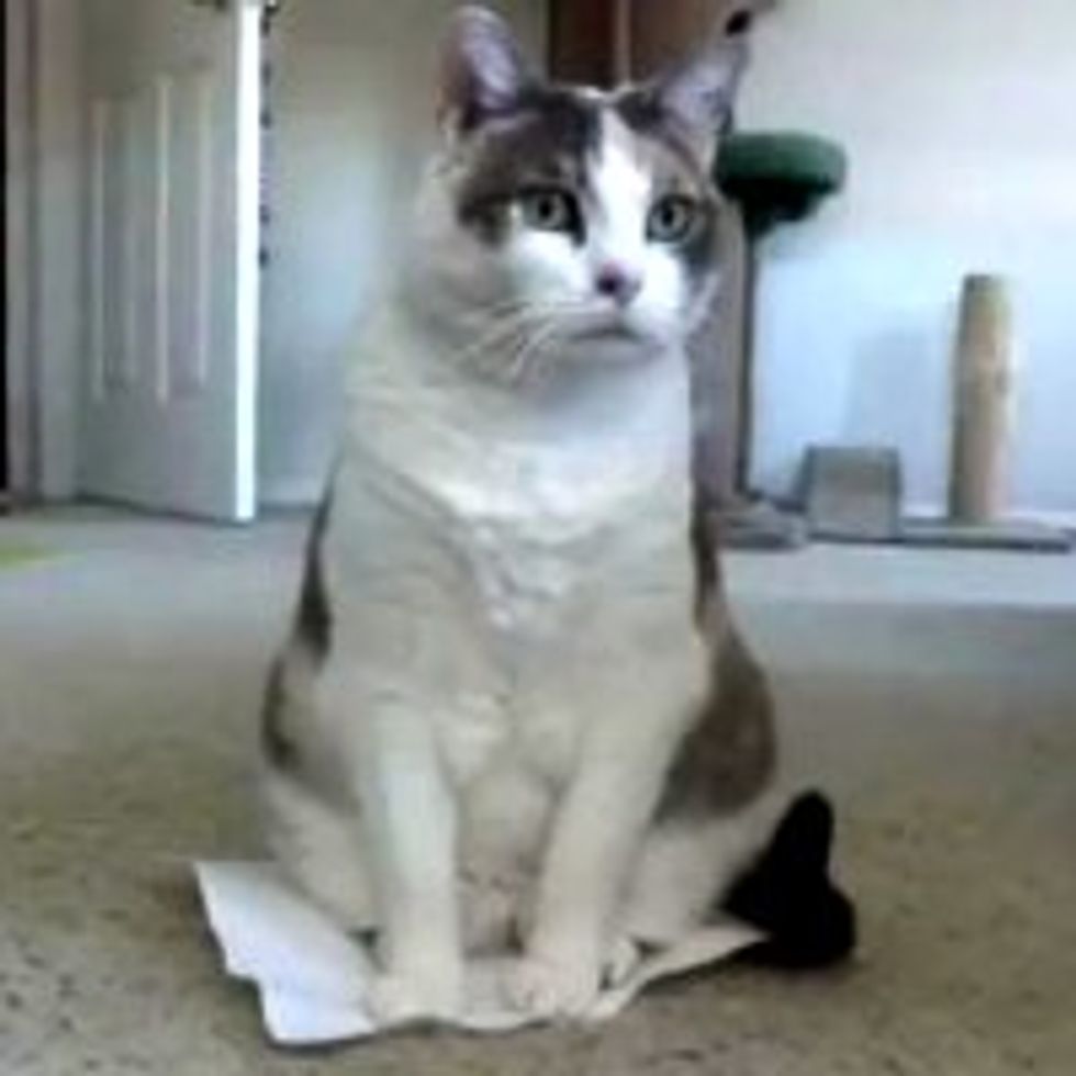 Paper Cat