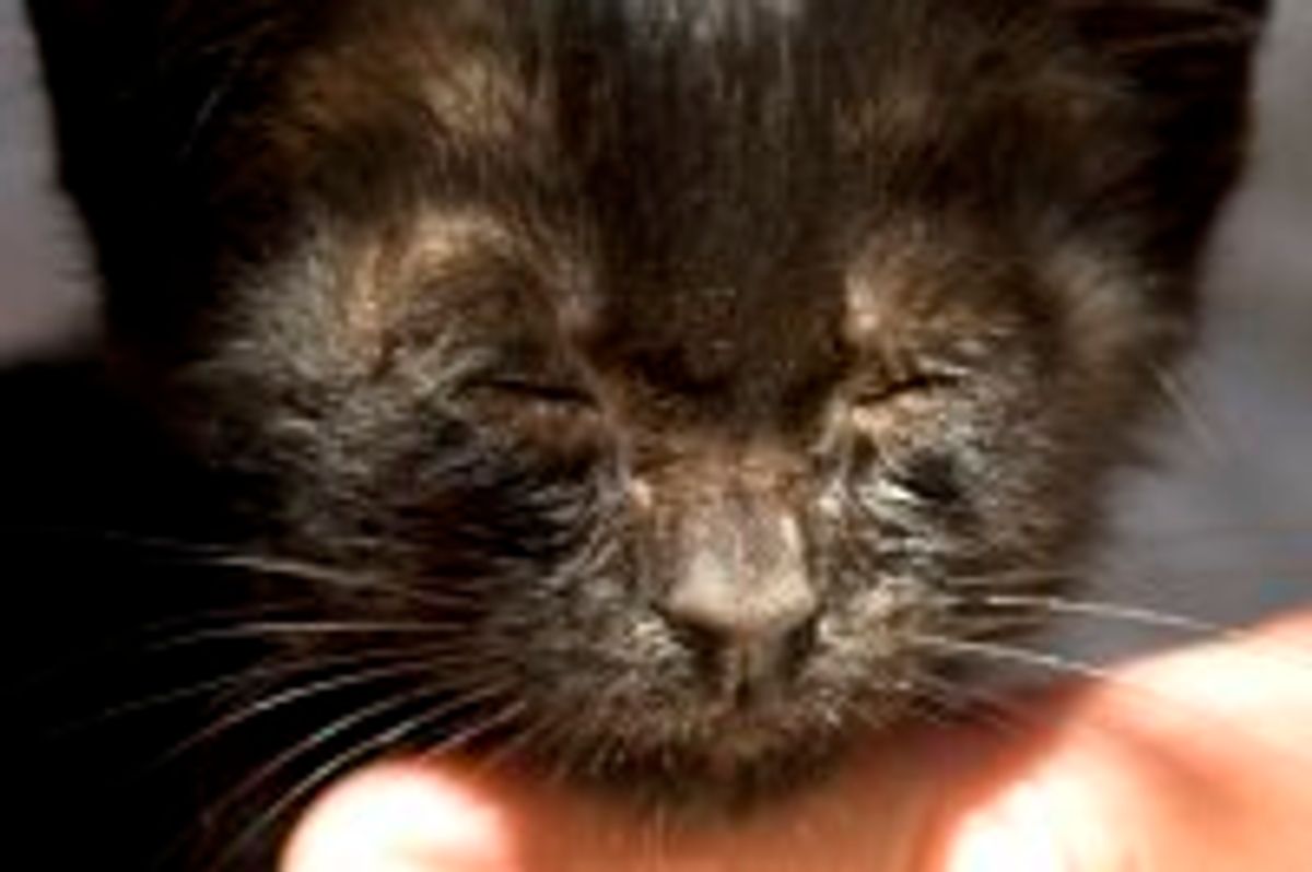 Little Furball Found Under a Palm Tree