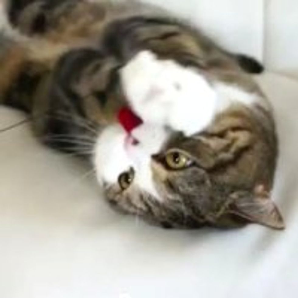 Maru Sofa Action