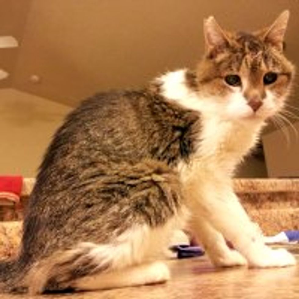 After 26 Years, Kitty Still Going Strong