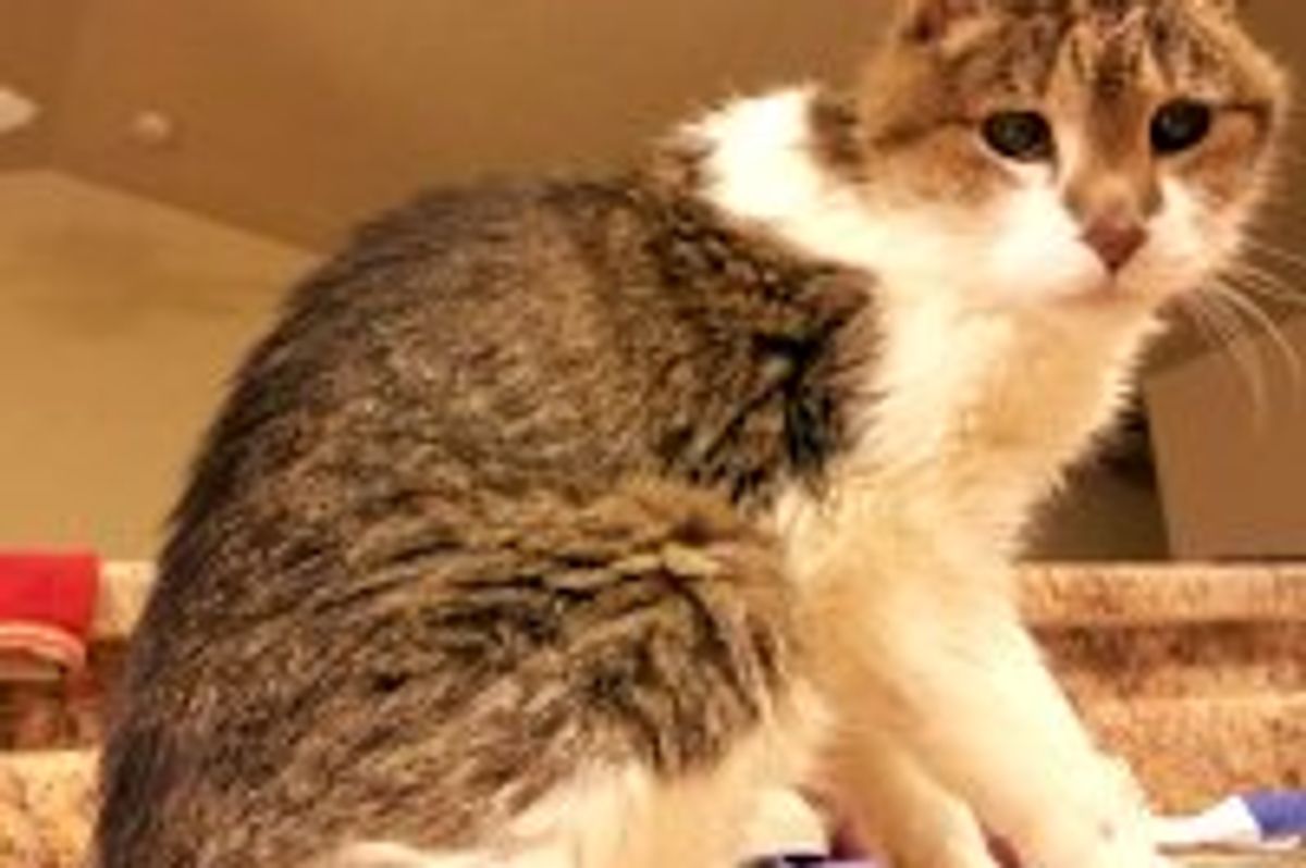 After 26 Years, Kitty Still Going Strong