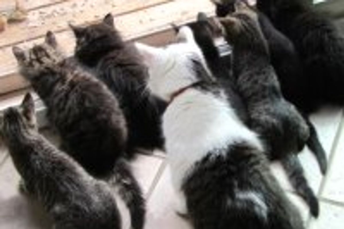 Foster Kittens and Their Uncle Kitty Buster: Chipmunk Watching