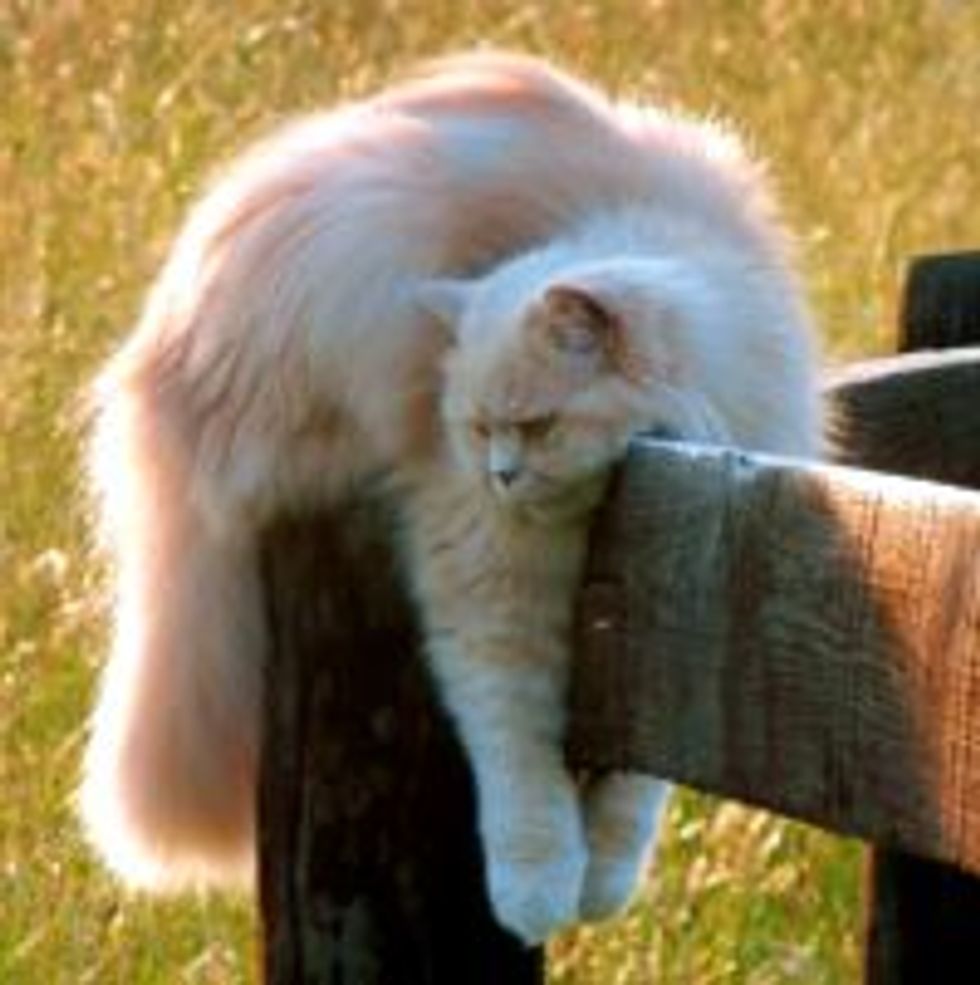Butters the Fluffy Thinker Cat