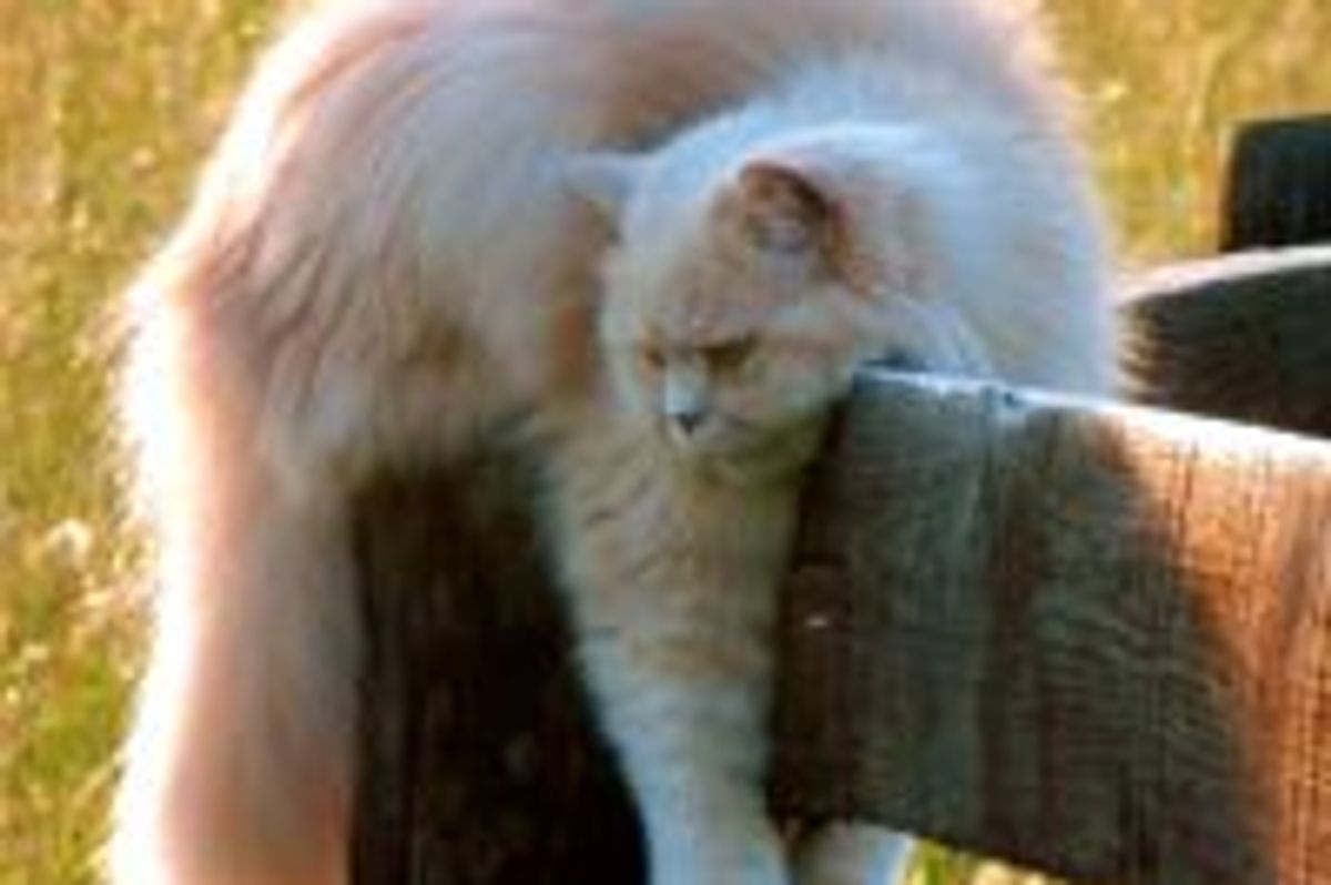 Butters the Fluffy Thinker Cat