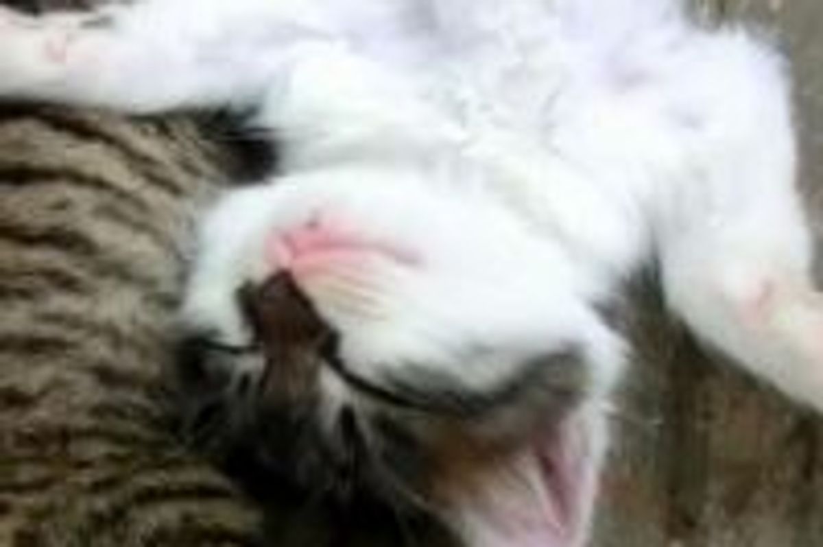 Wake Up and Play with Me!